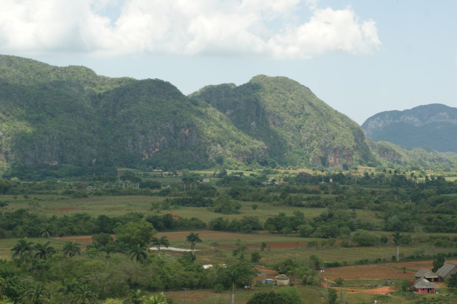 mongotes vinãles cuba