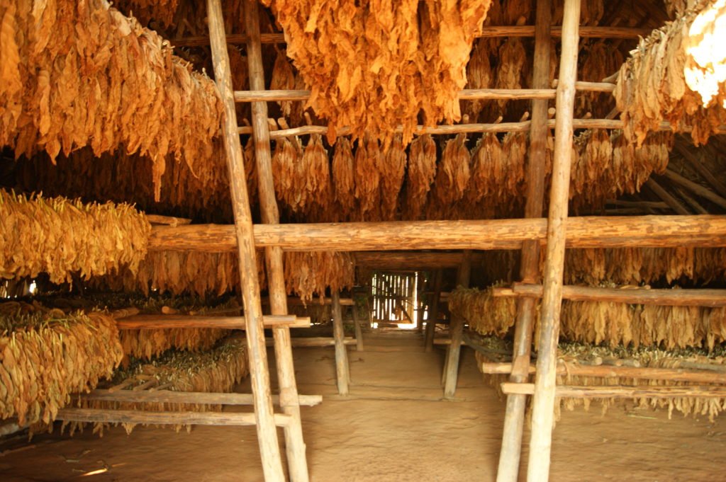viñales tabaco cuba