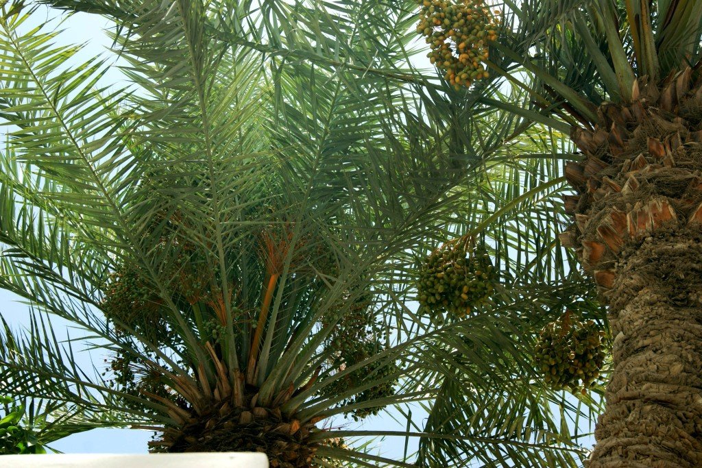 Tamareiras, repletas de frutos. Crédito de imagem: Surian Dupont