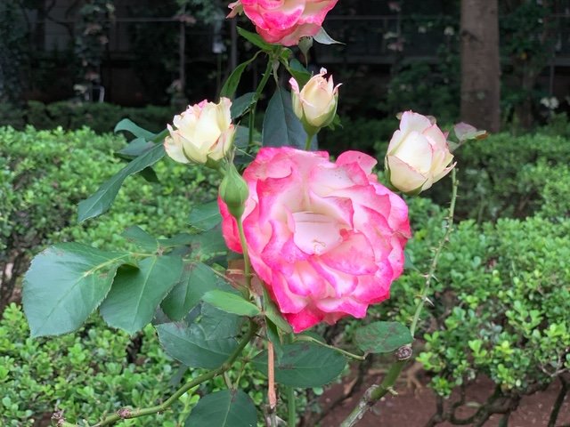 Casa das Rosas