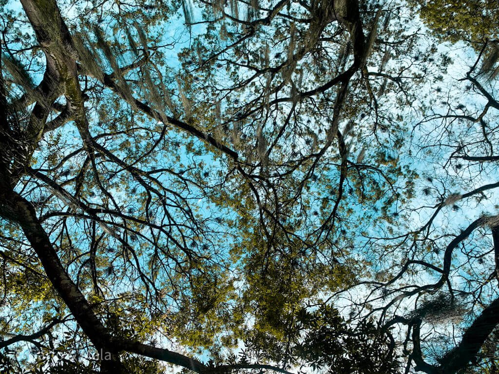 garças parque em belem