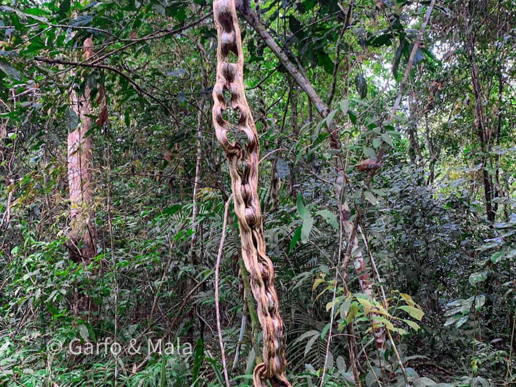 cipó escada de macaco